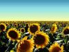 field_of_dreams sunflowers